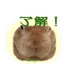 男一匹うさぎの桃次郎（個別スタンプ：7）