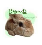 男一匹うさぎの桃次郎（個別スタンプ：9）