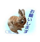 男一匹うさぎの桃次郎（個別スタンプ：10）