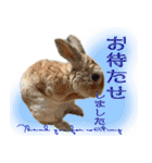 男一匹うさぎの桃次郎（個別スタンプ：11）
