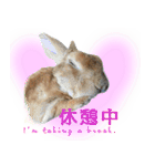 男一匹うさぎの桃次郎（個別スタンプ：12）