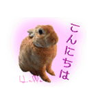 男一匹うさぎの桃次郎（個別スタンプ：13）