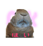 男一匹うさぎの桃次郎（個別スタンプ：14）