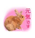 男一匹うさぎの桃次郎（個別スタンプ：15）