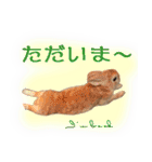男一匹うさぎの桃次郎（個別スタンプ：16）