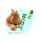 男一匹うさぎの桃次郎（個別スタンプ：17）