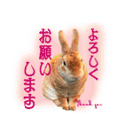男一匹うさぎの桃次郎（個別スタンプ：18）
