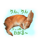 男一匹うさぎの桃次郎（個別スタンプ：19）