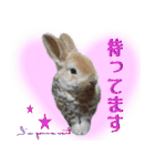 男一匹うさぎの桃次郎（個別スタンプ：21）
