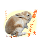 男一匹うさぎの桃次郎（個別スタンプ：23）
