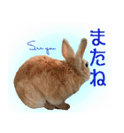 男一匹うさぎの桃次郎（個別スタンプ：31）