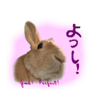 男一匹うさぎの桃次郎（個別スタンプ：33）