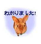 男一匹うさぎの桃次郎（個別スタンプ：34）
