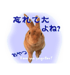 男一匹うさぎの桃次郎（個別スタンプ：35）