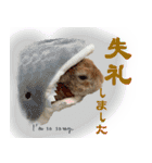 男一匹うさぎの桃次郎（個別スタンプ：37）