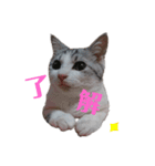 maruchannekoneko（個別スタンプ：7）