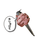 かわいいふうのすたんぷ【しゃしん】（個別スタンプ：3）