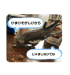 かわいいふうのすたんぷ【しゃしん】（個別スタンプ：8）