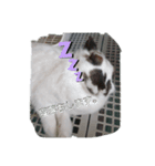 きなこのきなこのためのスタンプ（個別スタンプ：2）