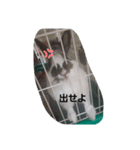 きなこのきなこのためのスタンプ（個別スタンプ：4）