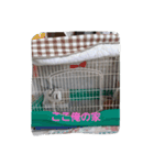 きなこのきなこのためのスタンプ（個別スタンプ：14）