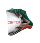 きなこのきなこのためのスタンプ（個別スタンプ：15）