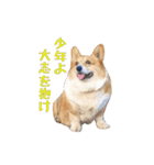コーギーの徹之進くん（個別スタンプ：2）