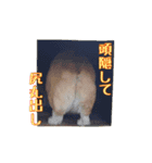 コーギーの徹之進くん（個別スタンプ：6）