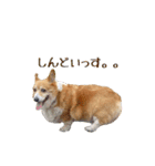 コーギーの徹之進くん（個別スタンプ：12）