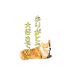 コーギーの徹之進くん（個別スタンプ：14）
