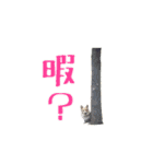 コーギーの徹之進くん（個別スタンプ：15）