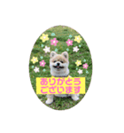 ポメラニアンのカイくんと友達のチョロくん（個別スタンプ：1）