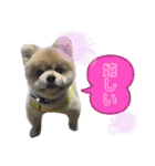 ポメラニアンのカイくんと友達のチョロくん（個別スタンプ：2）