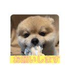 ポメラニアンのカイくんと友達のチョロくん（個別スタンプ：3）