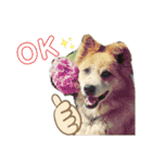 ポメラニアンのカイくんと友達のチョロくん（個別スタンプ：4）