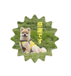 ポメラニアンのカイくんと友達のチョロくん（個別スタンプ：5）