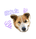 ポメラニアンのカイくんと友達のチョロくん（個別スタンプ：8）