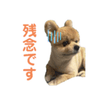 ポメラニアンのカイくんと友達のチョロくん（個別スタンプ：11）