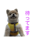 ポメラニアンのカイくんと友達のチョロくん（個別スタンプ：22）