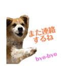 ポメラニアンのカイくんと友達のチョロくん（個別スタンプ：24）