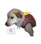 きなこの日常ʕ•ᴥ•ʔ（個別スタンプ：1）