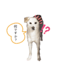 きなこの日常ʕ•ᴥ•ʔ（個別スタンプ：2）