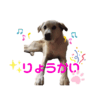 きなこの日常ʕ•ᴥ•ʔ（個別スタンプ：15）