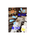 きなこの日常ʕ•ᴥ•ʔ（個別スタンプ：16）