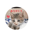 子猫 蛍くんスタンプ（個別スタンプ：1）