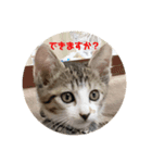 子猫 蛍くんスタンプ（個別スタンプ：2）