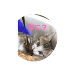 子猫 蛍くんスタンプ（個別スタンプ：3）