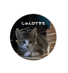 子猫 蛍くんスタンプ（個別スタンプ：4）