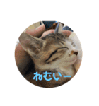 子猫 蛍くんスタンプ（個別スタンプ：5）