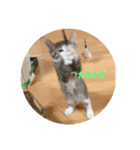 子猫 蛍くんスタンプ（個別スタンプ：6）